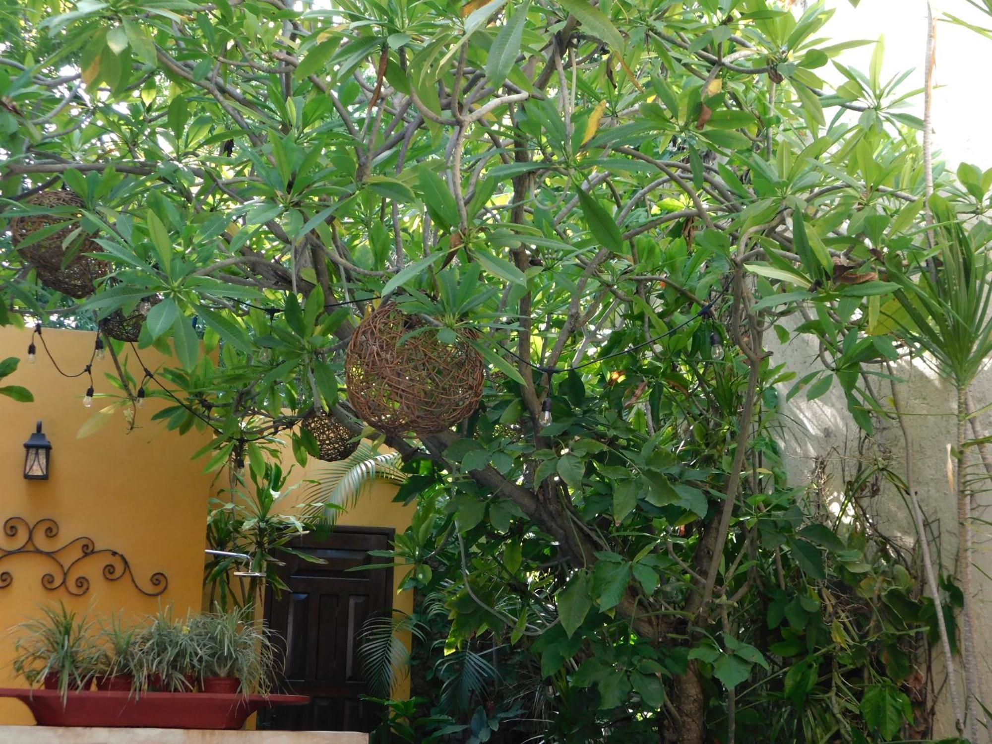Hotel Boutique Casa Flor De Mayo Merida Ngoại thất bức ảnh